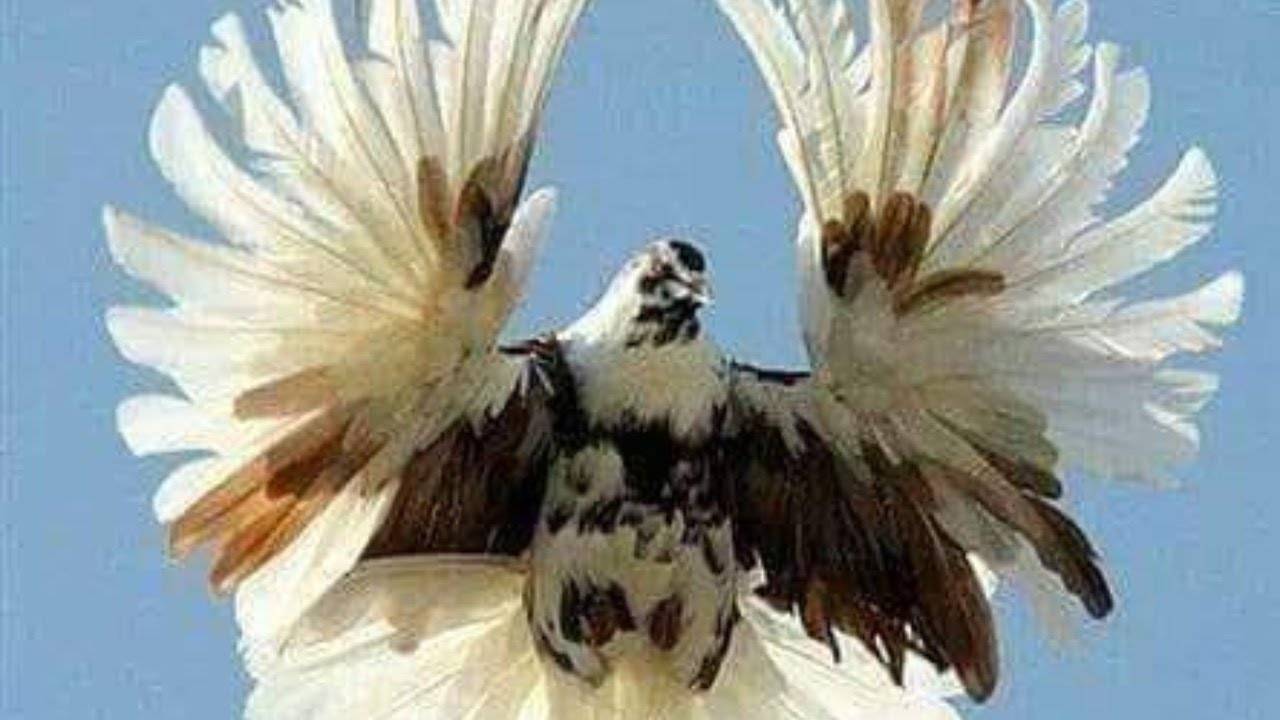 Серпастые голуби: фото, описание, уход и размножение птиц