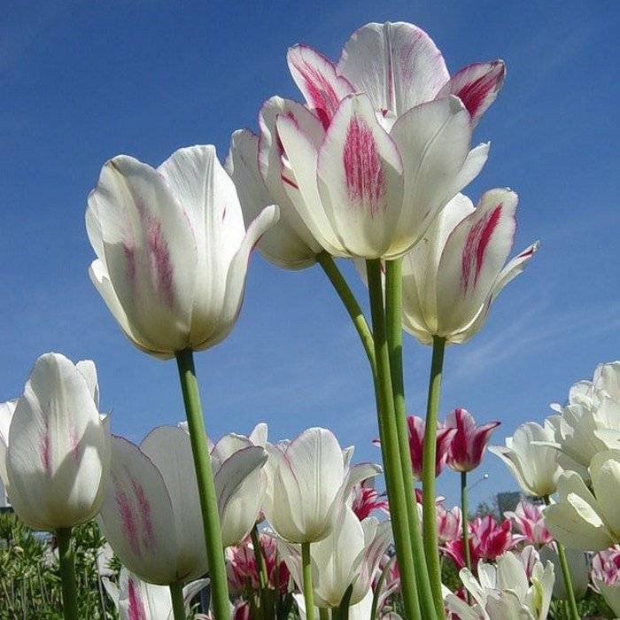 Лучшие виды ботанических тюльпанов: поразительно красивы, живучи и неприхотливы