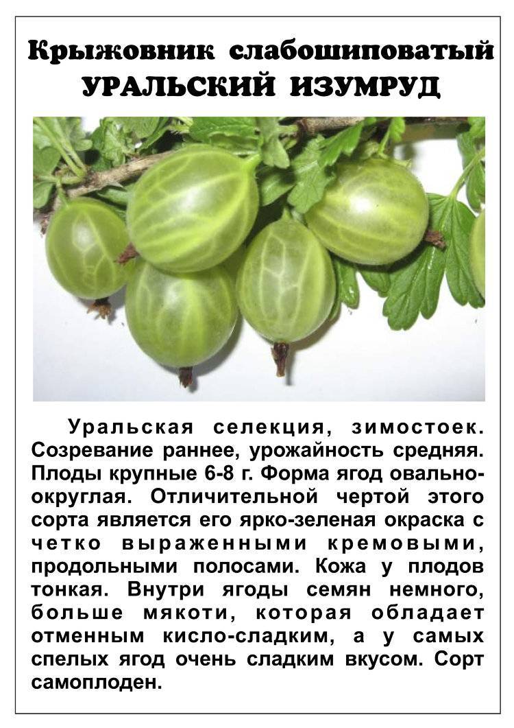 Сорта крыжовника для средней полосы россии с фото и описанием