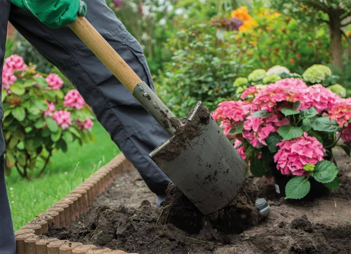 Гортензии: правила посадки весной саженцами, как ухаживать за гортензией садовой