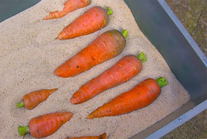 Подготовка моркови к зиме, как хранить: мытую или грязную?