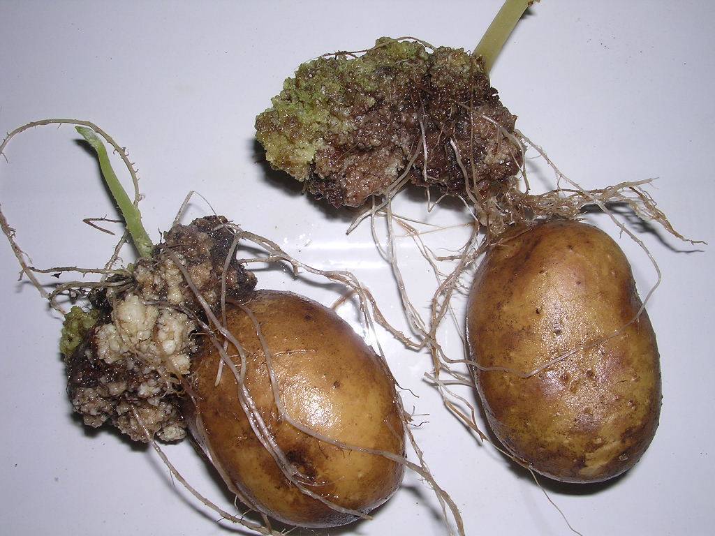 Рак картофеля: симптомы, фото, профилактика - сельхозобзор.ру