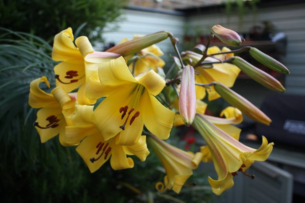 Лилии трубчатые: сорта с фото и названиями
