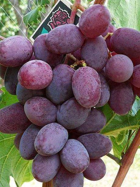 Внушительный и крупный, вкусный и красивый —  сорт винограда «атаман»