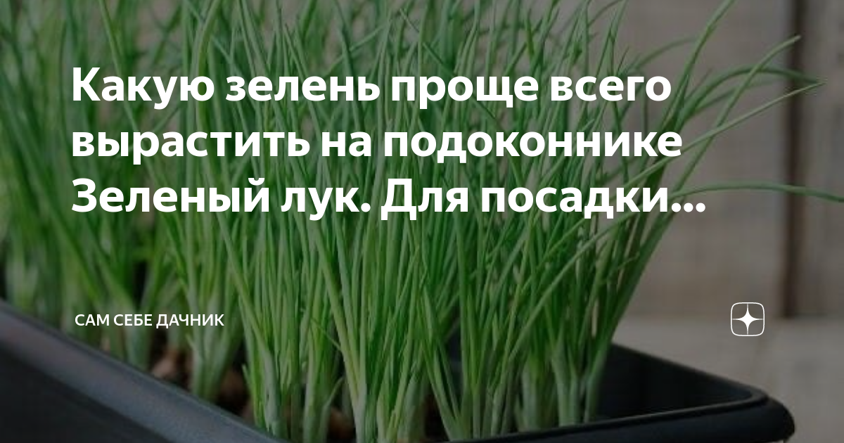 Как вырастить лук дома – 2 пошаговые инструкции с фото