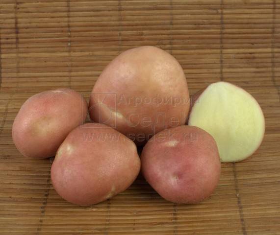 Крупноплодный и холодостойкий сорт картофеля — ирбитский: описание и отзывы