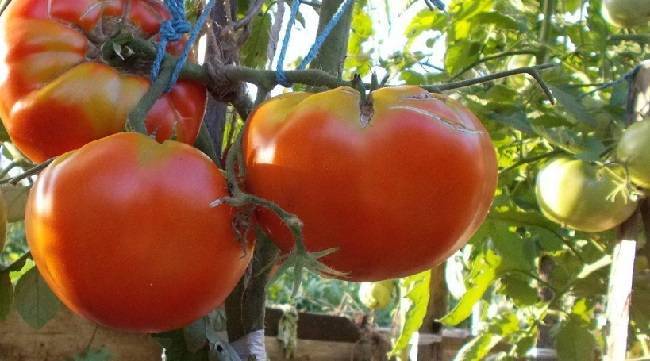 Самые сладкие томаты: актуальная подборка лучших сортов на 2021 год