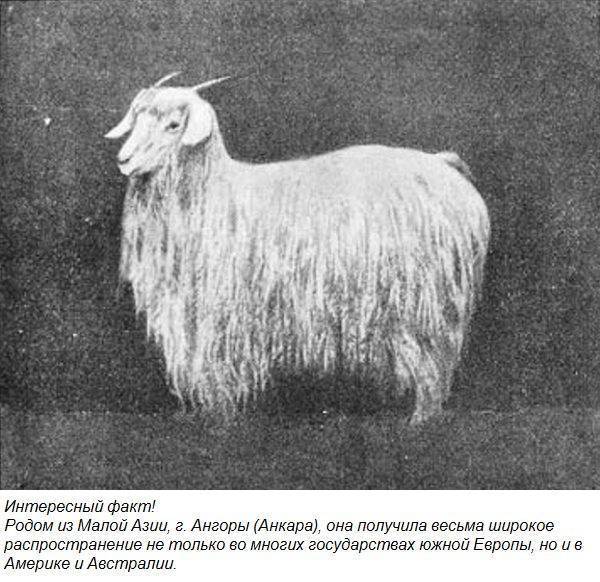 ᐉ ангорская коза: описание породы, фото, достоинства и недостатки разведения, отзывы - zookovcheg.ru