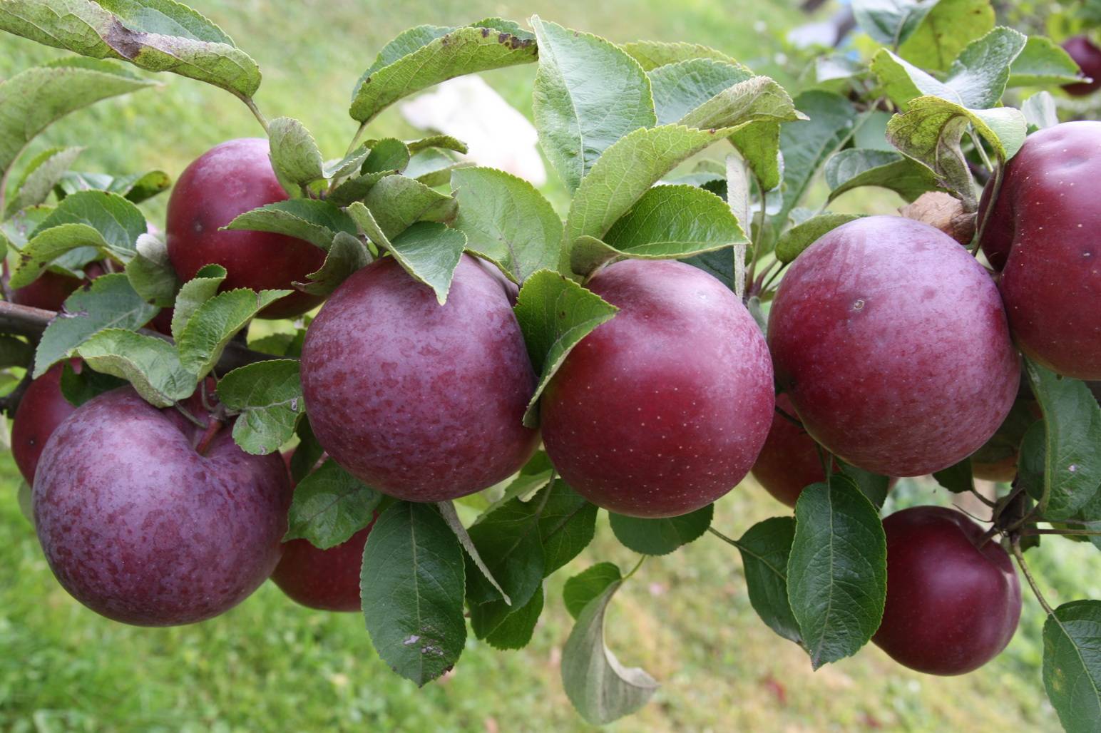 Характеристика яблони спартан фото и описание сорта