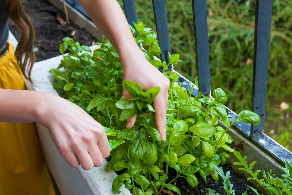 Как вырастить кресс салат в домашних условиях. полезные советы