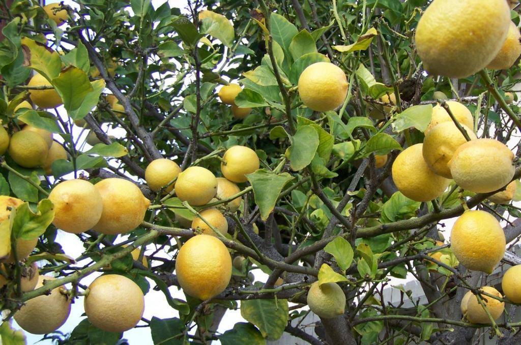 Лимонное дерево: посадка уход и пересадка, обрезка, болезни и вредители