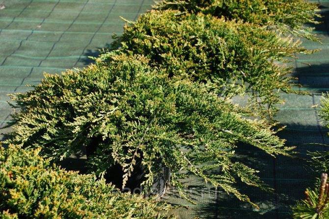 Можжевельник «принц уэльский» горизонтальный: описание сорта, посадка и уход, выращивание в саду, размножение