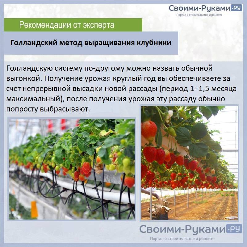 Выращивание и разведение клубники по голландской технологии в теплице круглый год: пошаговая инструкция с видео