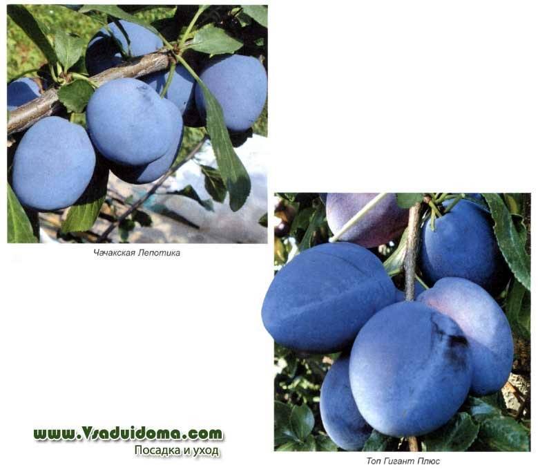 Слива яичная синяя: описание сорта, фото и отзывы садоводов