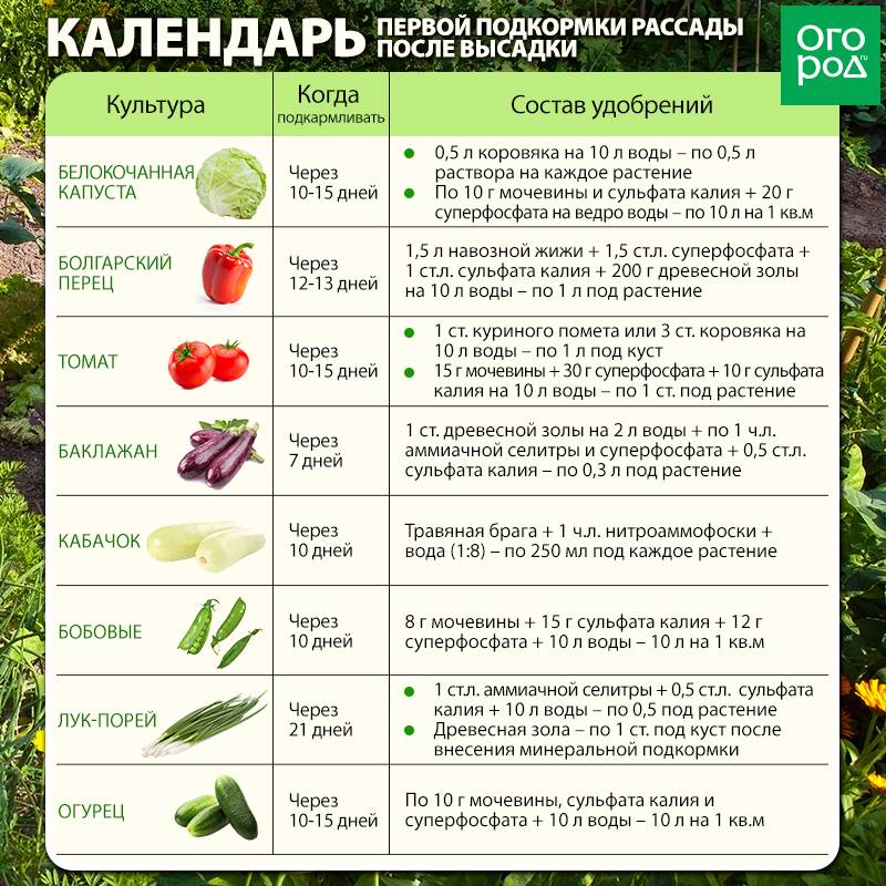 Уход за баклажанами в теплице из поликарбоната
