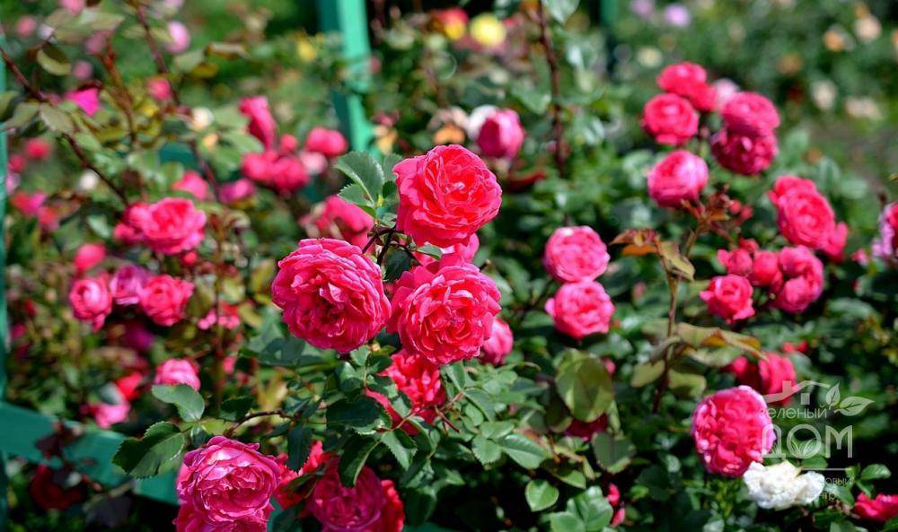 Роза александр маккензи размножение. выращивание и уход за парковыми розами в открытом грунте