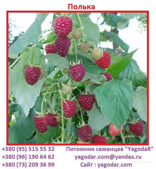 Малина сорт полька - описание, посадка, уход, отзывы