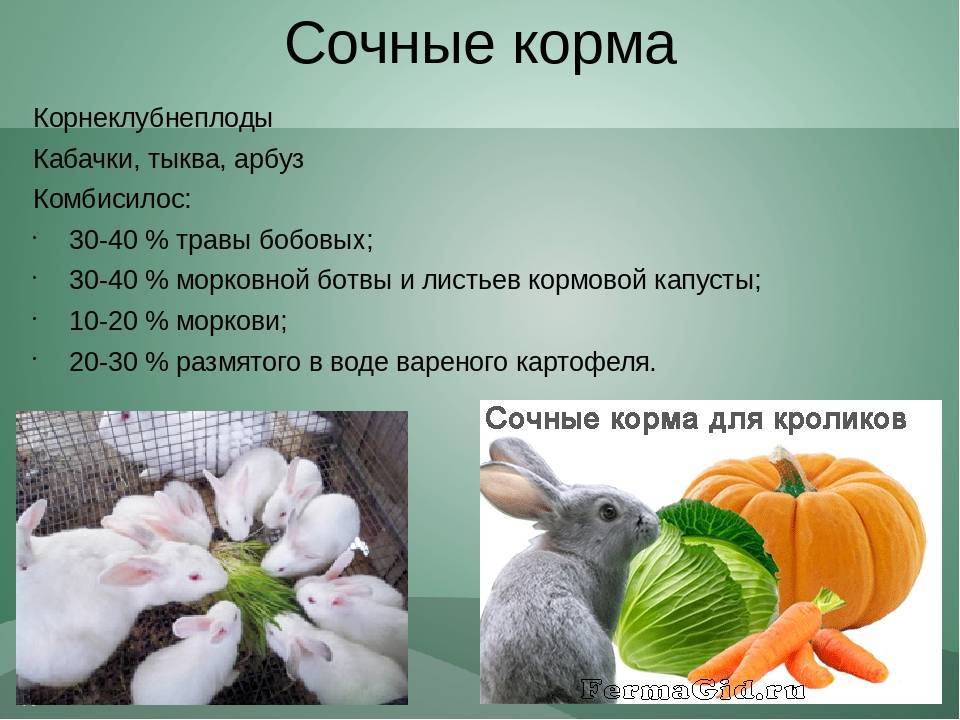 Крапива для кроликов: можно ли добавлять растение в рацион животных