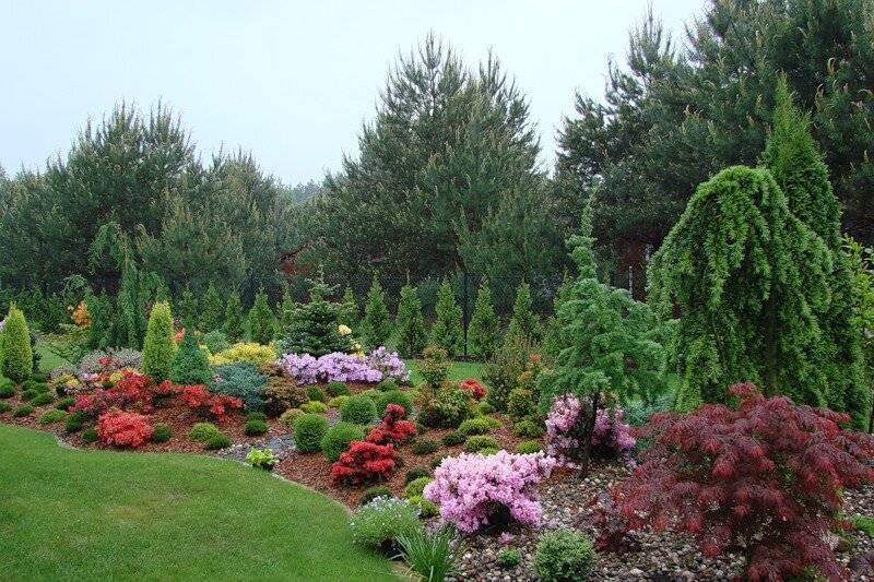 Рододендрон в ландшафтном дизайне: с хвойными и гортензией в ландшафте сада, что посадить рядом и с чем сочетается на клумбе, фото