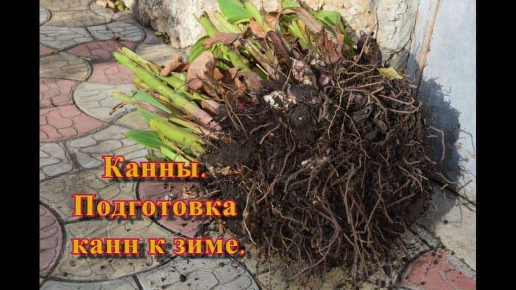 Канна — крупное декоративное растение: описание, посадка и уход в открытом грунте и в домашних условиях (70+ фото & видео) +отзывы