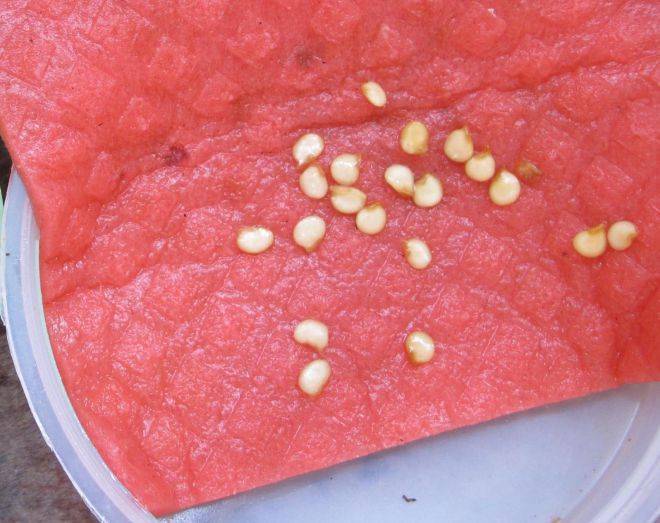 Как правильно посеять семена помидор на рассаду в домашних условиях