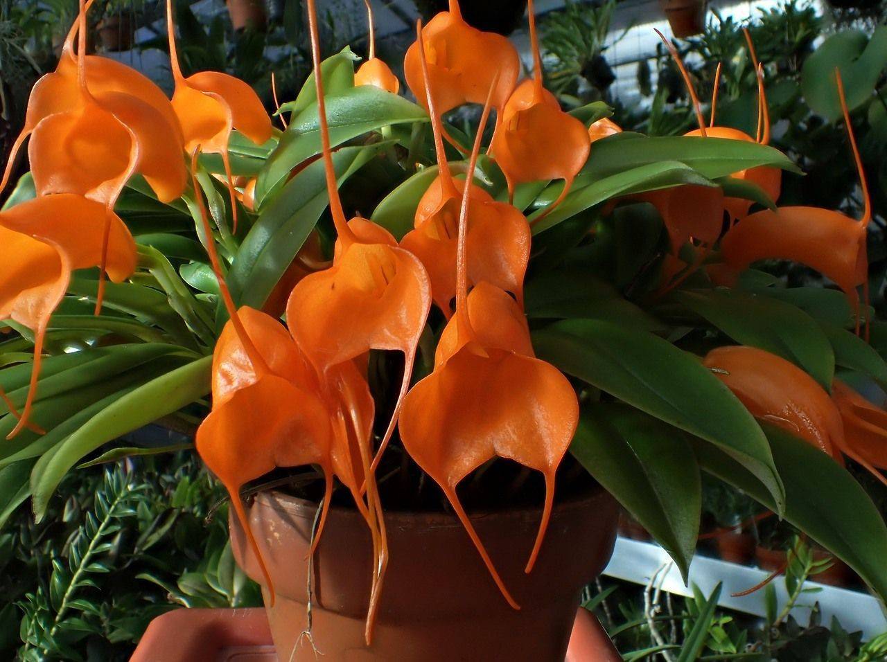 Орхидея масдеваллия: уход в домашних условиях, пересадка и размножение