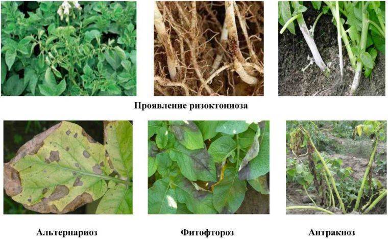 Болезни картофеля описание с фотографиями и способы лечения ботвы