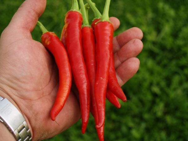 Почему болгарский перец горький и как его подсластить в саду