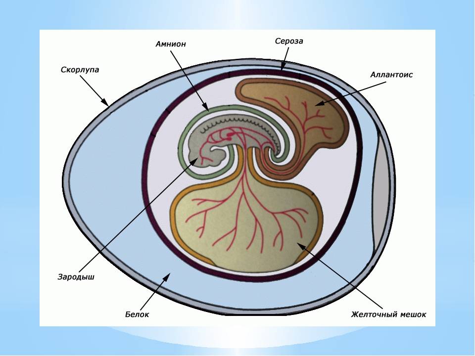 Назовите яйцевые оболочки обозначенные на рисунке цифрами 1 и 2 укажите