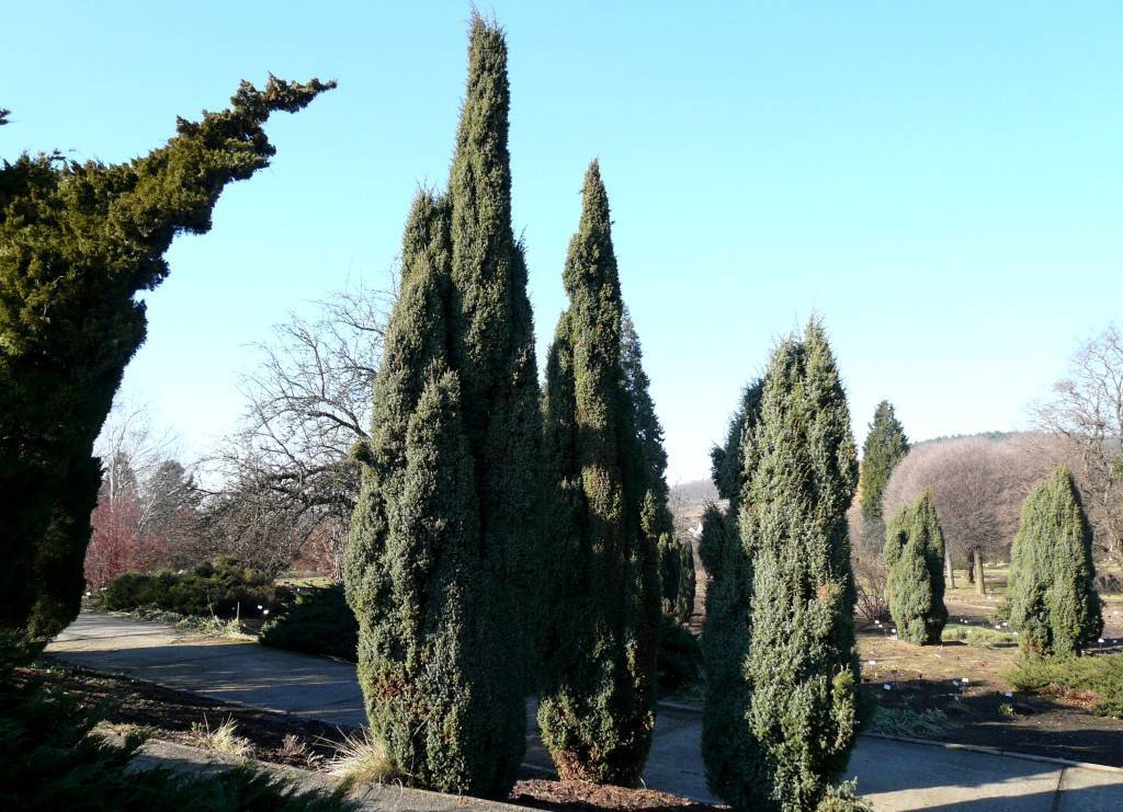 Можжевельник обыкновенный хиберника (juniperus communis hibernica)