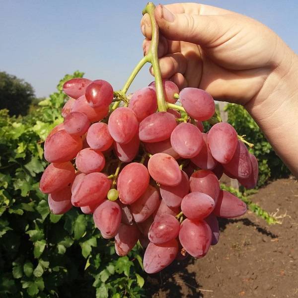 Сорт винограда кишмиш лучистый описание сорта фото