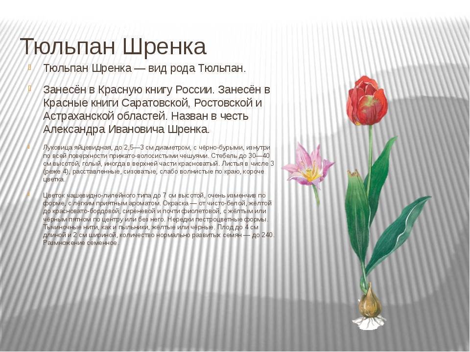 Тюльпан шренка tulipa schrenkii