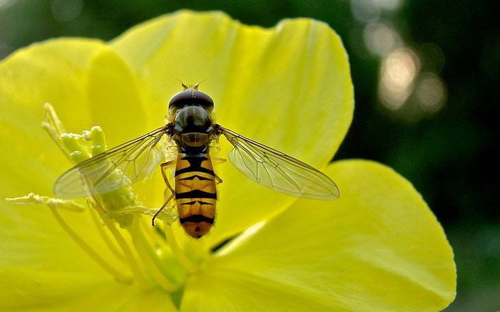 Опыление пчёлами: как происходит процесс, роль пчёл в опылении растений, как привлечь пчёл для опыления