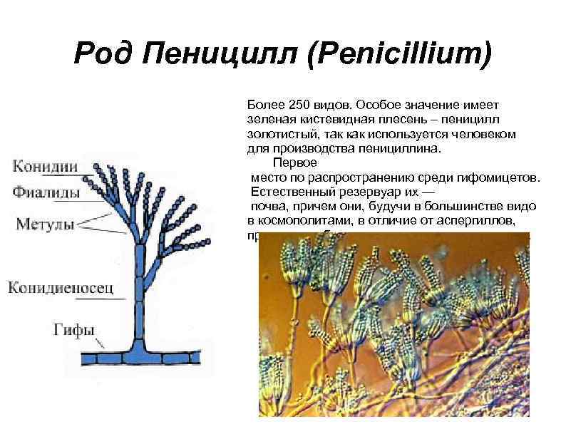 Строение пеницилла рисунок