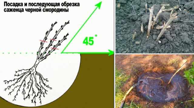 Корневая шейка у жимолости фото с названием и описанием