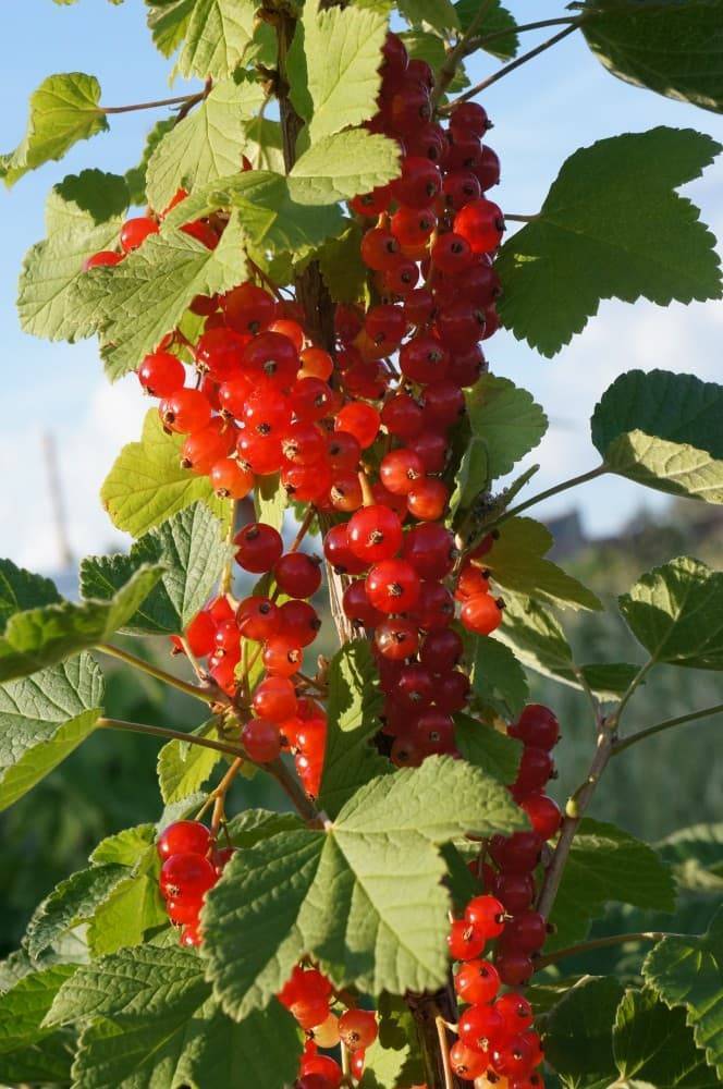 Смородина голландская красная. Смородина красная мармеладница. Сорт красной смородины мармеладница. Смородина сорт мармеладница. Смородина красная голландская красная.