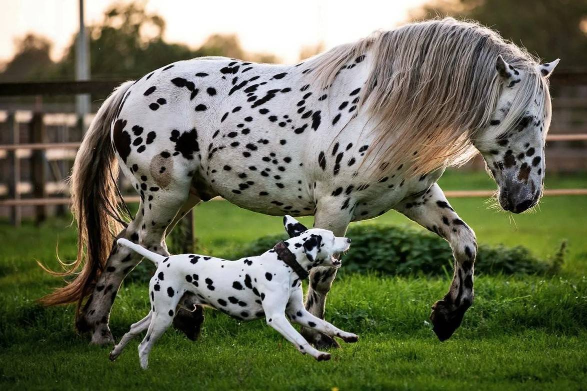 Топ-10 самых маленьких лошадей в мире