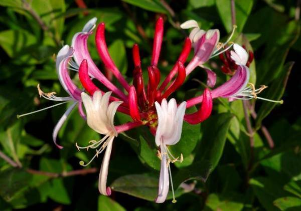 Жимолость: посадка и уход, обрезка и размножение, лечебные свойства