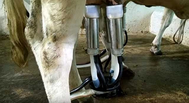 Как доить корову руками и доильным аппаратом