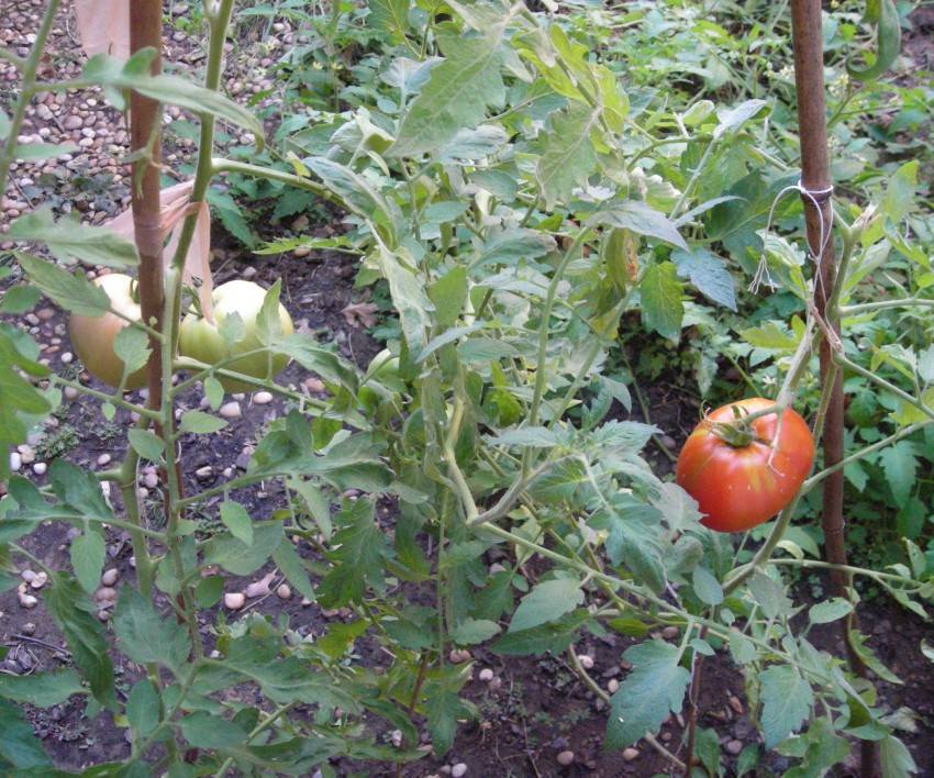 Нужно ли окучивать помидоры в теплице и после высадки в грунт