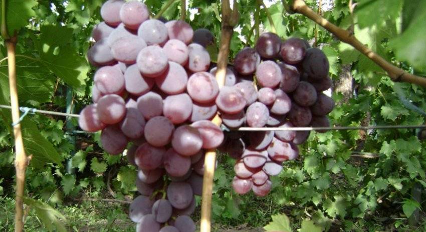 Виноград "фавор": описание сорта, фото, отзывы