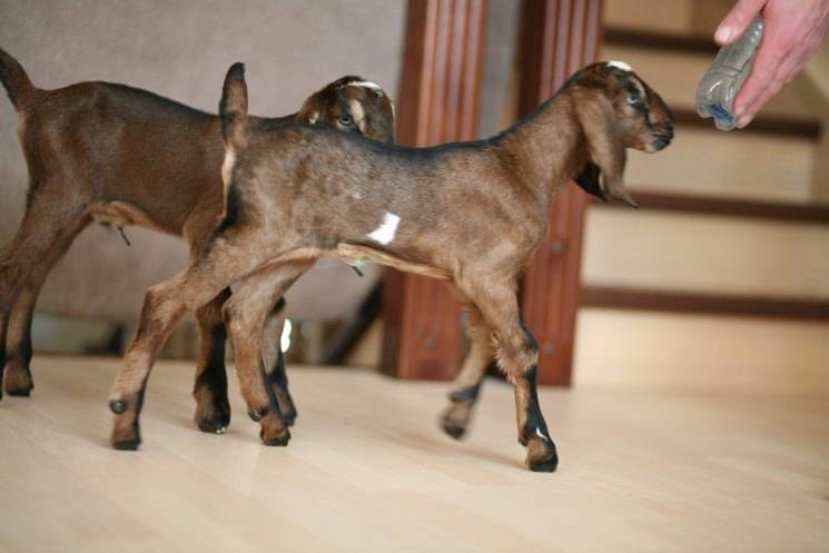 Англо-нубийская порода коз: содержание и кормление 