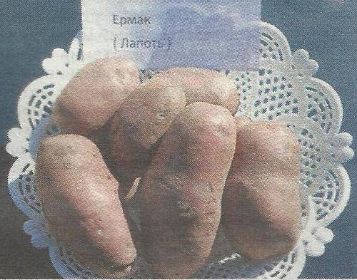 Картофель лапоть: название соответствует размеру