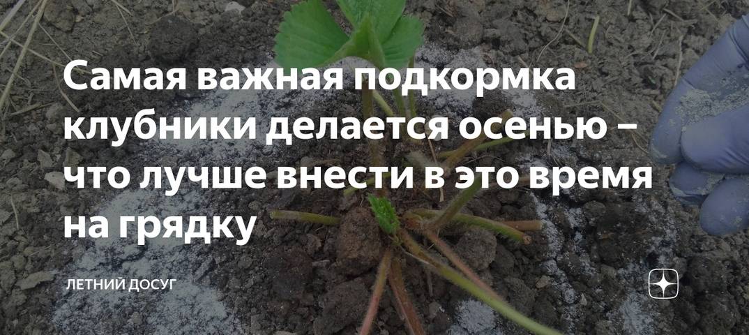 Чем подкормить клубнику после плодоношения и обрезки. Чем подкормить клубнику во время плодоношения. Чем подкормить клубнику во время плодоношения для хорошего урожая. Борная кислота для клубники во время цветения и плодоношения.