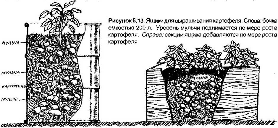 Как вырастить картофель в мешках фото пошаговое