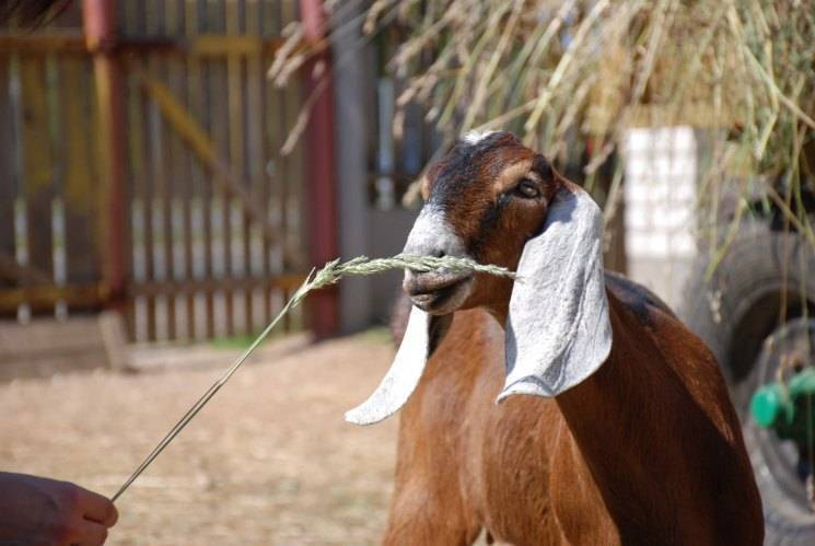 Нубийские козы — описание, характеристика, продуктивность, плюсы и минусы разведения в домашнем хозяйстве (90 фото)
