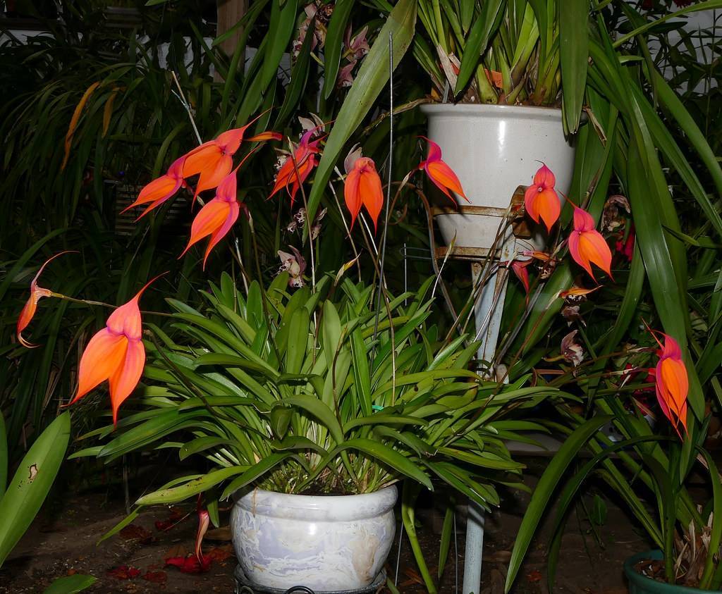 Масдеваллия: топ секреты ухода за орхидеей, виды с фото