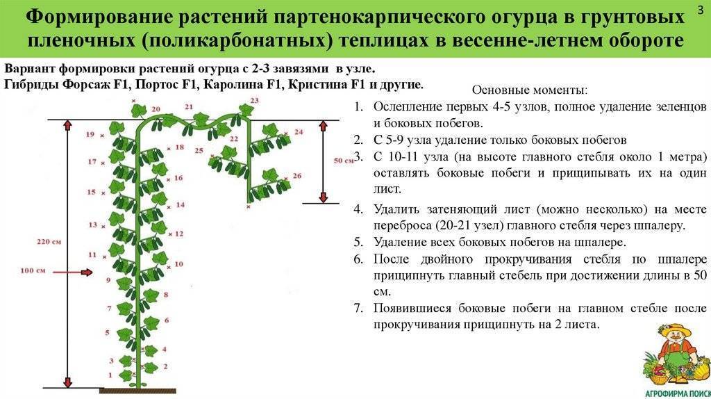 Уход за перцем в теплице от посадки до урожая пошагово с фото