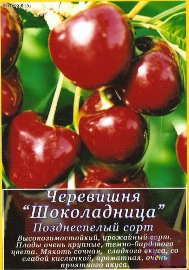 Описание и характеристики вишни сорта призвание, история и особенности выращивания