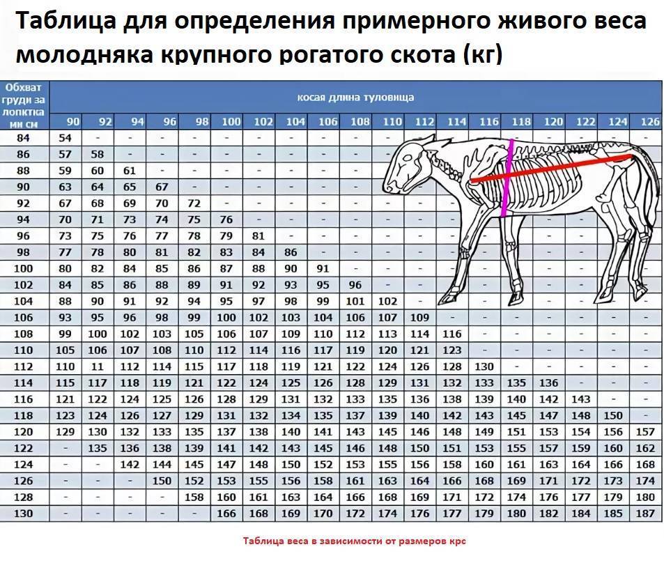 Схема веса коров